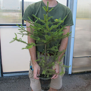 arbre de noel - epicea commun en pot 1l